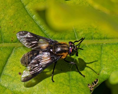 Blindbroms, (Chrysops caecutiens)