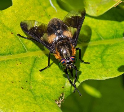 Blindbroms, (Chrysops caecutiens)