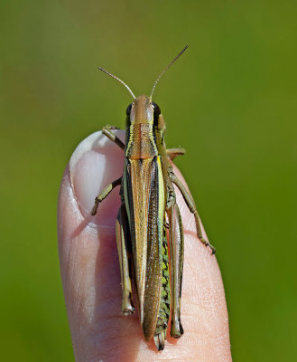 Krrgrshoppa, female, (Stethophyma grossus)