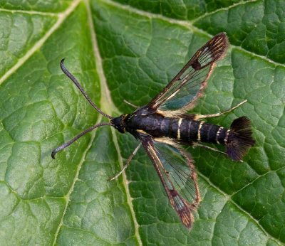 Vinbärsglasvinge, (Synanthedon tipuliformis)
