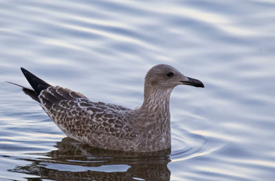 Caspian Gull, juvenile, late July