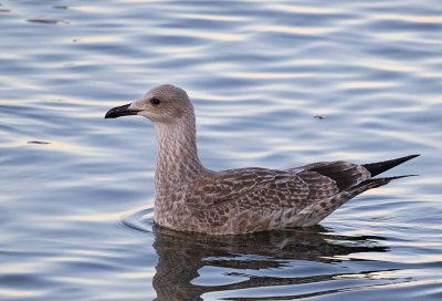 Caspian Gull, juvenile. late July