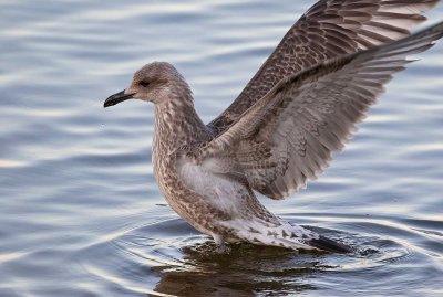 Caspian Gull, juvenile, late July