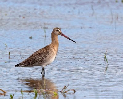 Black-tailed Godwit, juvenile