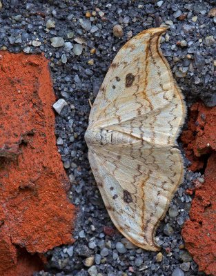Ockragul sikelvinge, (Drepana falcataria) 4263 Baske.jpg