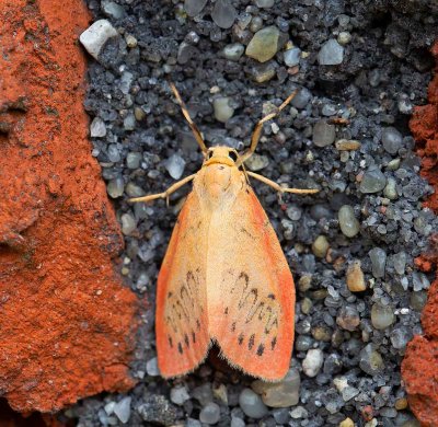 Rosenvinge, (Miltochrista miniata)