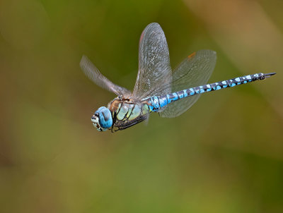 Dragonflies/Trollsländor  (Odonata)