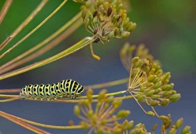 Makaonfjäril, (Papilio machaon), larv på värdväxt Anethum graveolens