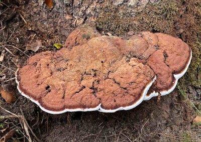 Platticka, (Ganoderma lipsiense)