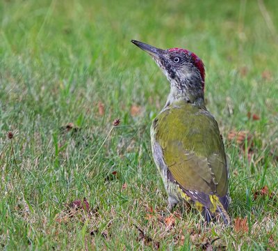 European Green Woodpecker, juvenile female