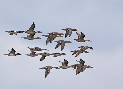 Northern Pintails, and a few Wigeons, migrating south