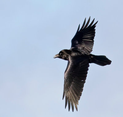 Common Raven, probably female