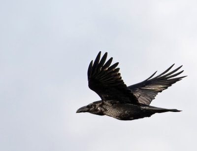 Common Raven, male