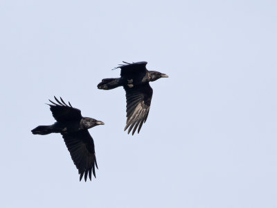 Common Raven, pair