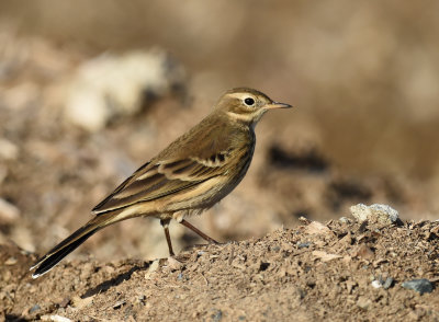 Alouettes, Pipits