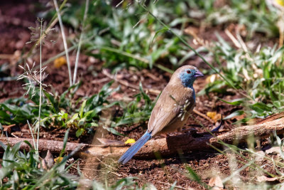 kruger_2018_part_2