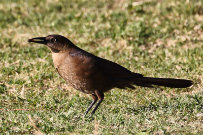 6Z7A0140 female Great tailed grackle.jpg