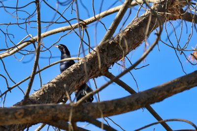 6Z7A0184[1] Male Great tailed grackle.jpg