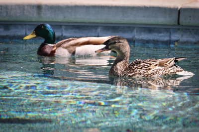 Central California backyard birds