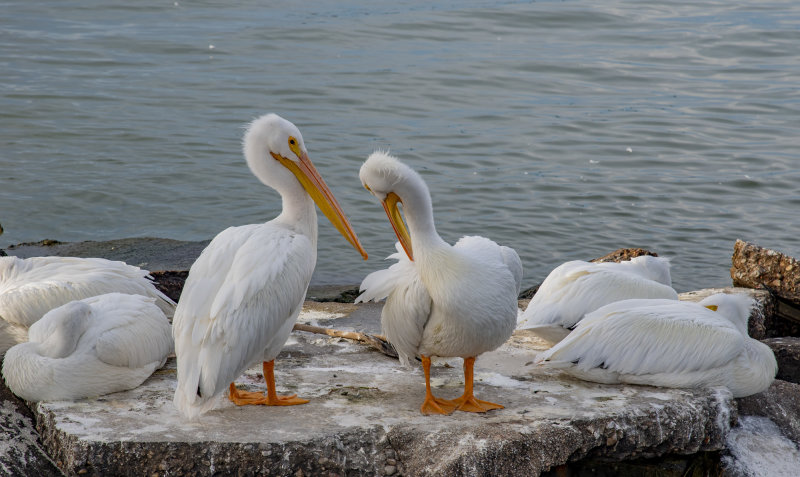 White Pelicans wintering overin Galveston