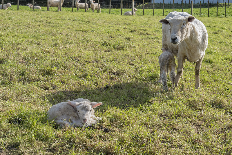 8 July 2019 - newborn lambs get the first look at a photographer