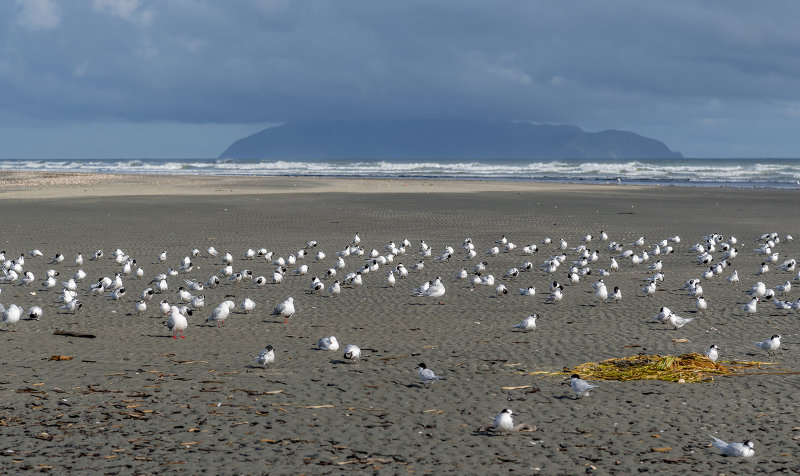 Waikawa Beach Scenes - terns gather in a large group