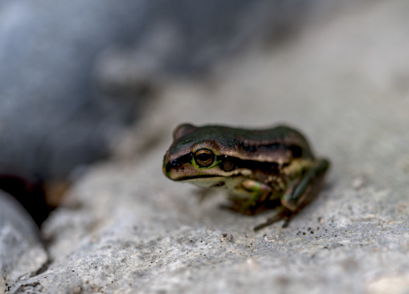 22 March 2021 - We put 3 small frogs in our pond, normally hide away under rocks. This little one decided to go walkabout  