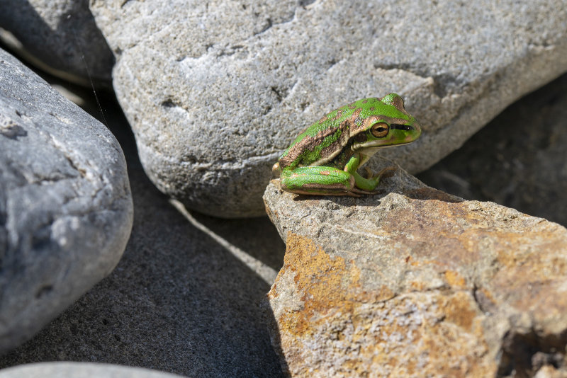 27 March 2021  - another frog comes out to sun itself among the rocks