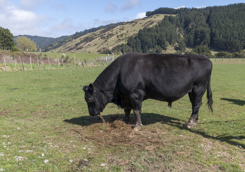 14 Sept 2021 - A big boy on the other side of the fence