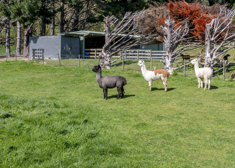 Three Llamas - or are they Alpacas? 