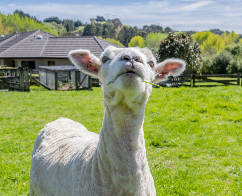 Sheep with attitude