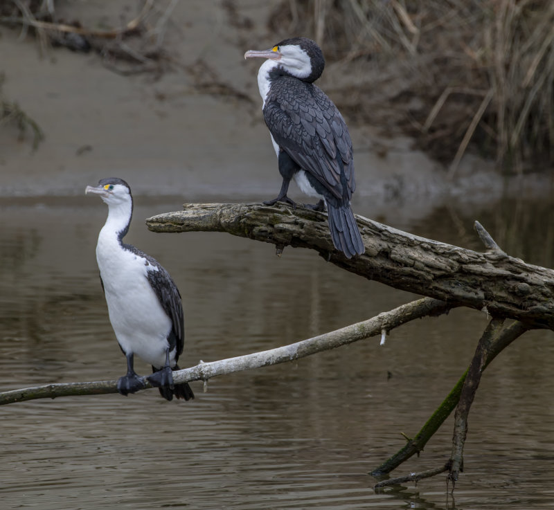 2 Pied Shags