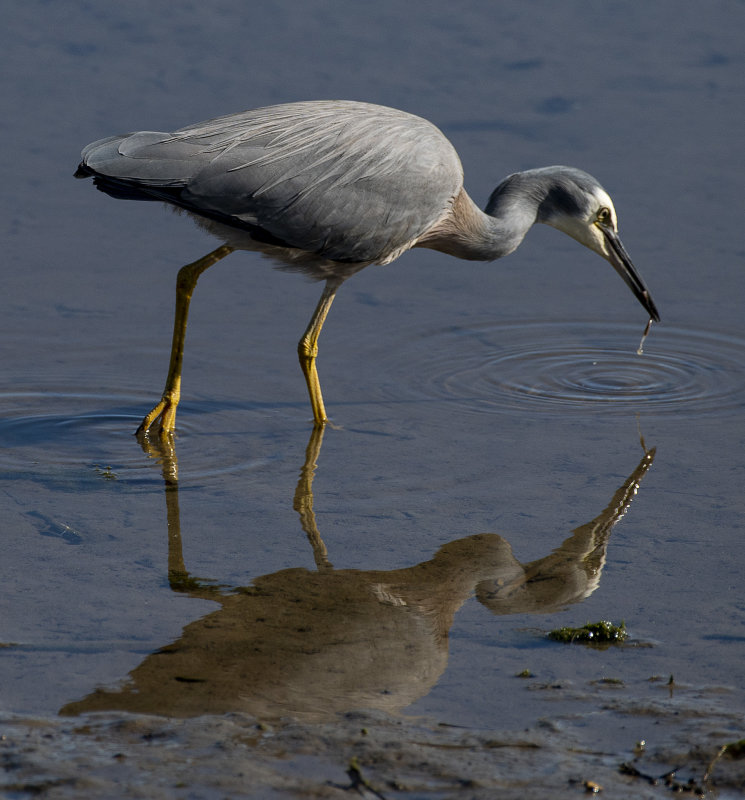 white faced heron and snack time - not quite as exciting as a shiny fish
