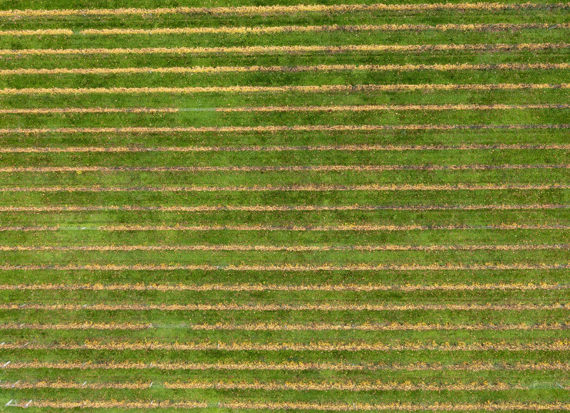 27 April 2022 - Ohau Gravels Vineyard in late Autumn