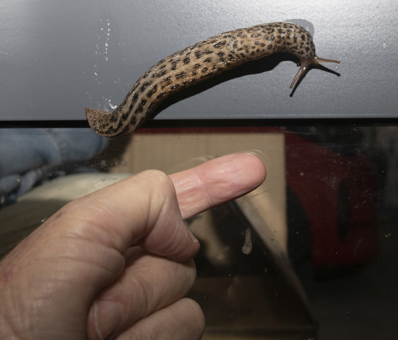 17 May 2022 - quite a large slug on our window last night
