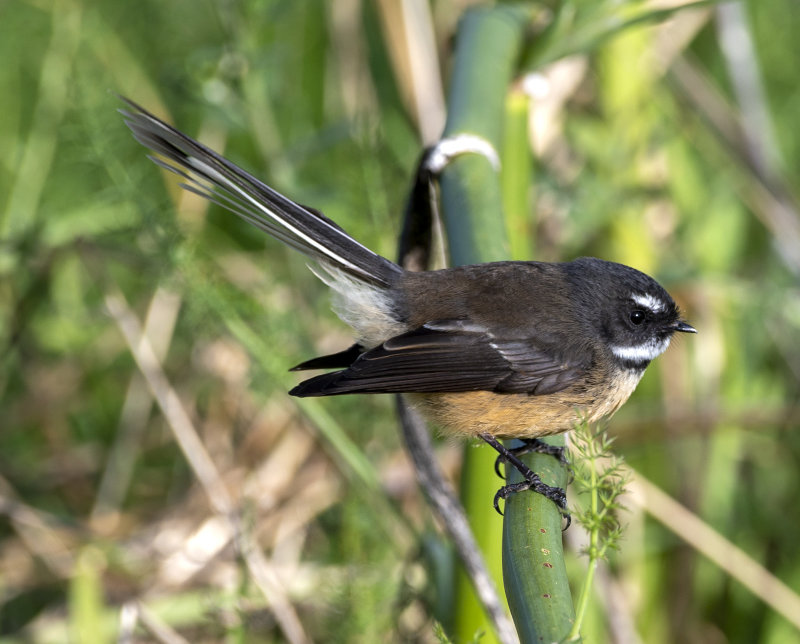 Fantail, aka Piwakawaka at Chrystalls Bend, Otaki