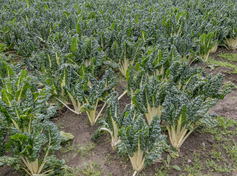 15 June 2022 - It must be good for you - Silver Beet silently growing