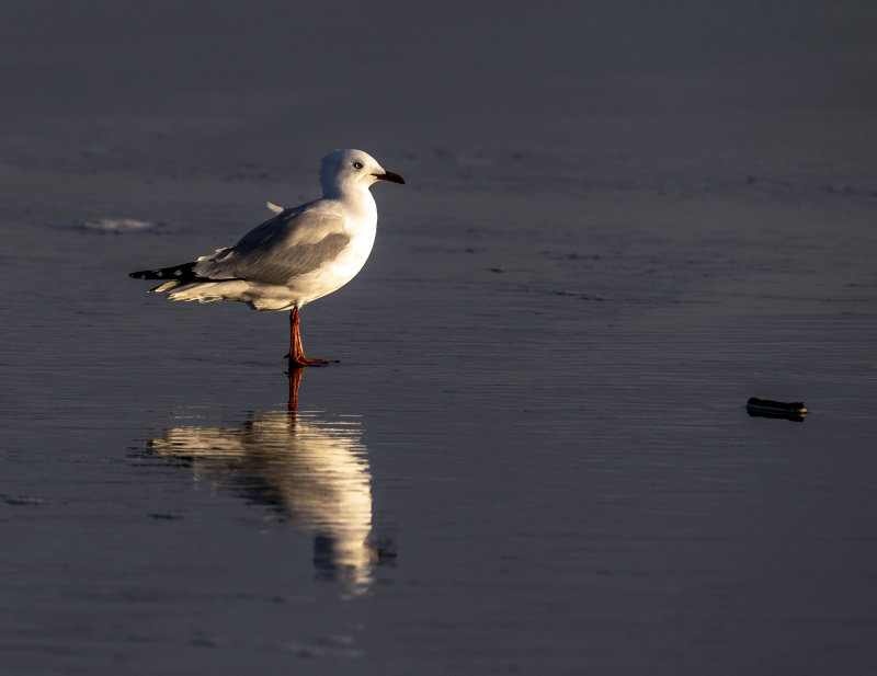 Just a seagull enjoying the late afternoon rays