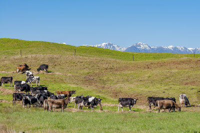 Dairy Cows in a green paddock in the Horowhenua