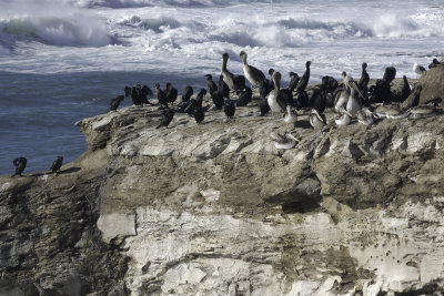 32 Cormorants, 13 Pelicans and 1 Gull
