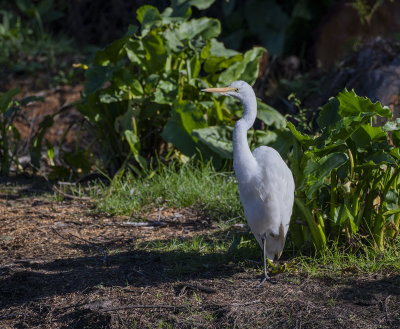 The second white heron at the pond