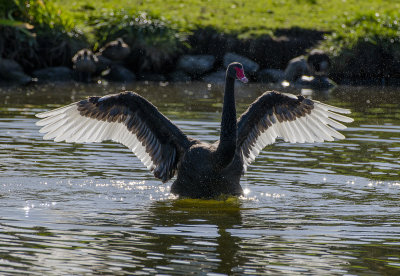 Black Swan with spread wings