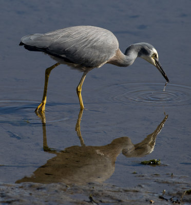 white faced heron and snack time - not quite as exciting as a shiny fish