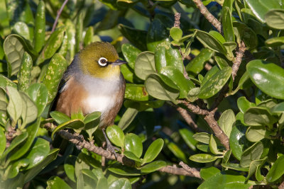 Waxeye looking to the Right