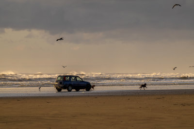 Otaki Beach on a winter afternoon, exercising the dogs