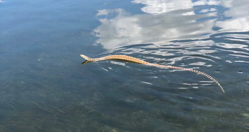 Gophersnake
