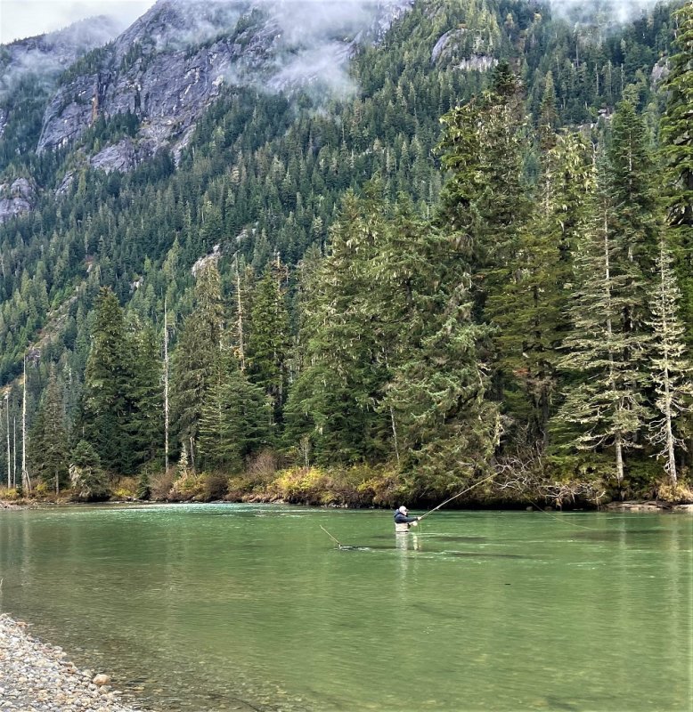 Chasing Salmon in the Old Growth Forest