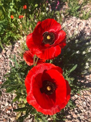 POPPIES