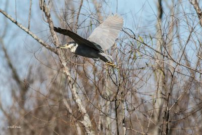 Wading Birds