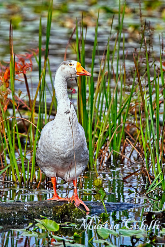 GREATER WHITE FRONT GOOSE_2748.jpg